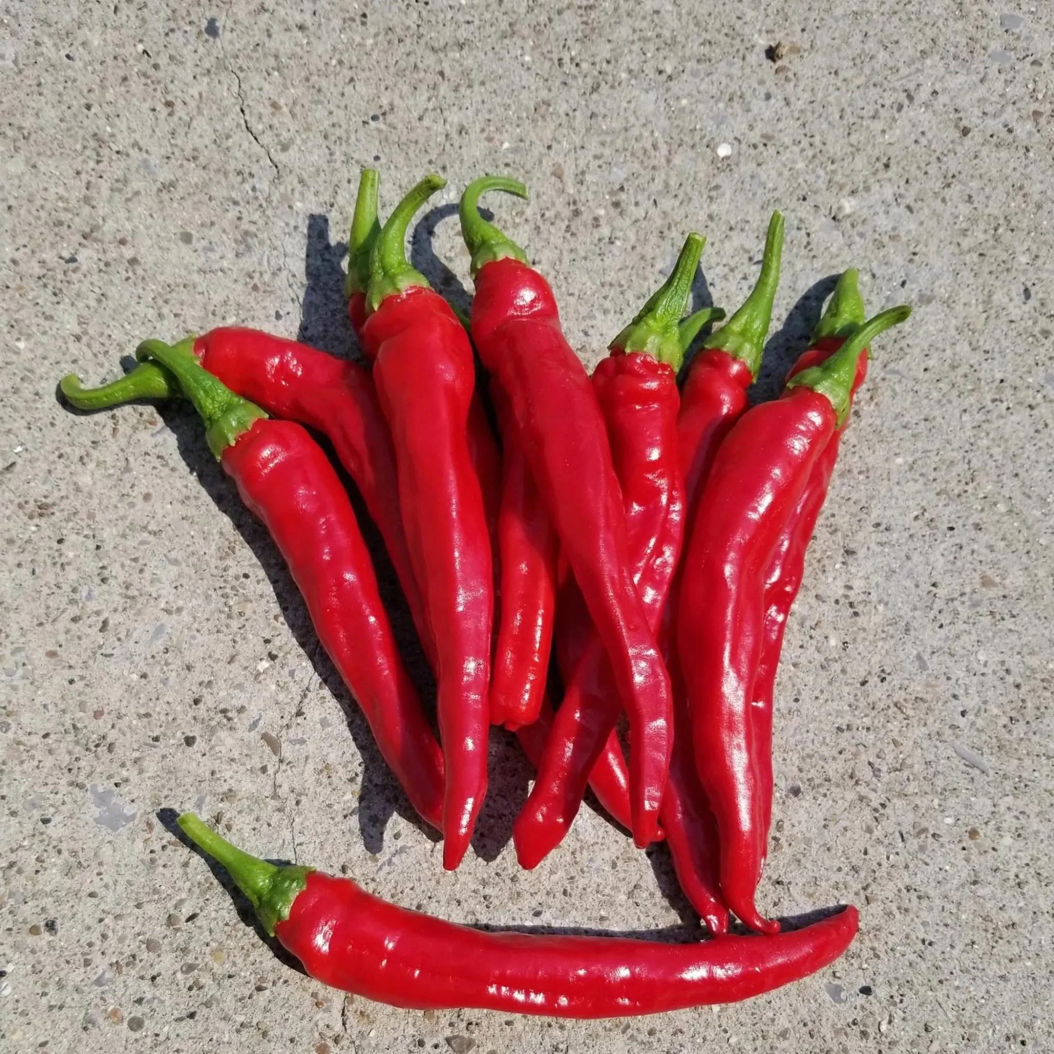 Hot Pepper Red Rocket / Piment Fort Red Rocket | Tourne-Sol Organic Seeds