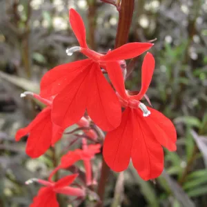 Red Leaved Lobelia (Lobelia fulgens 'Queen Victoria')