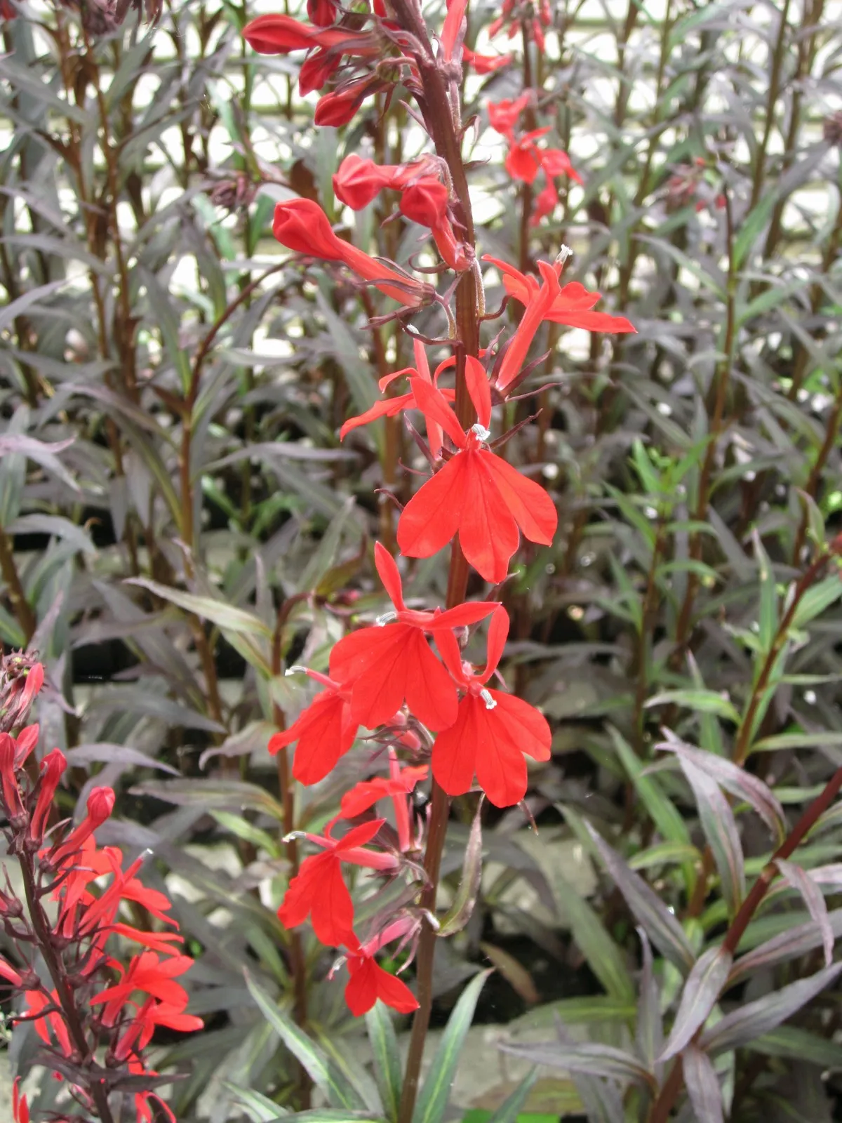 Red Leaved Lobelia (Lobelia fulgens 'Queen Victoria')