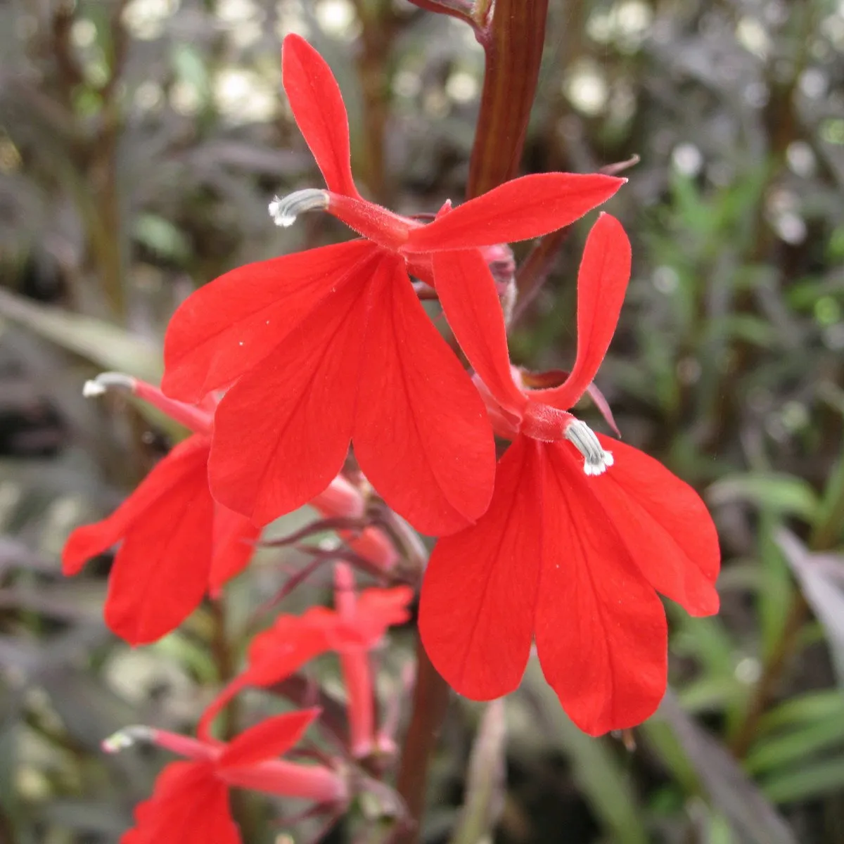 Red Leaved Lobelia (Lobelia fulgens 'Queen Victoria')