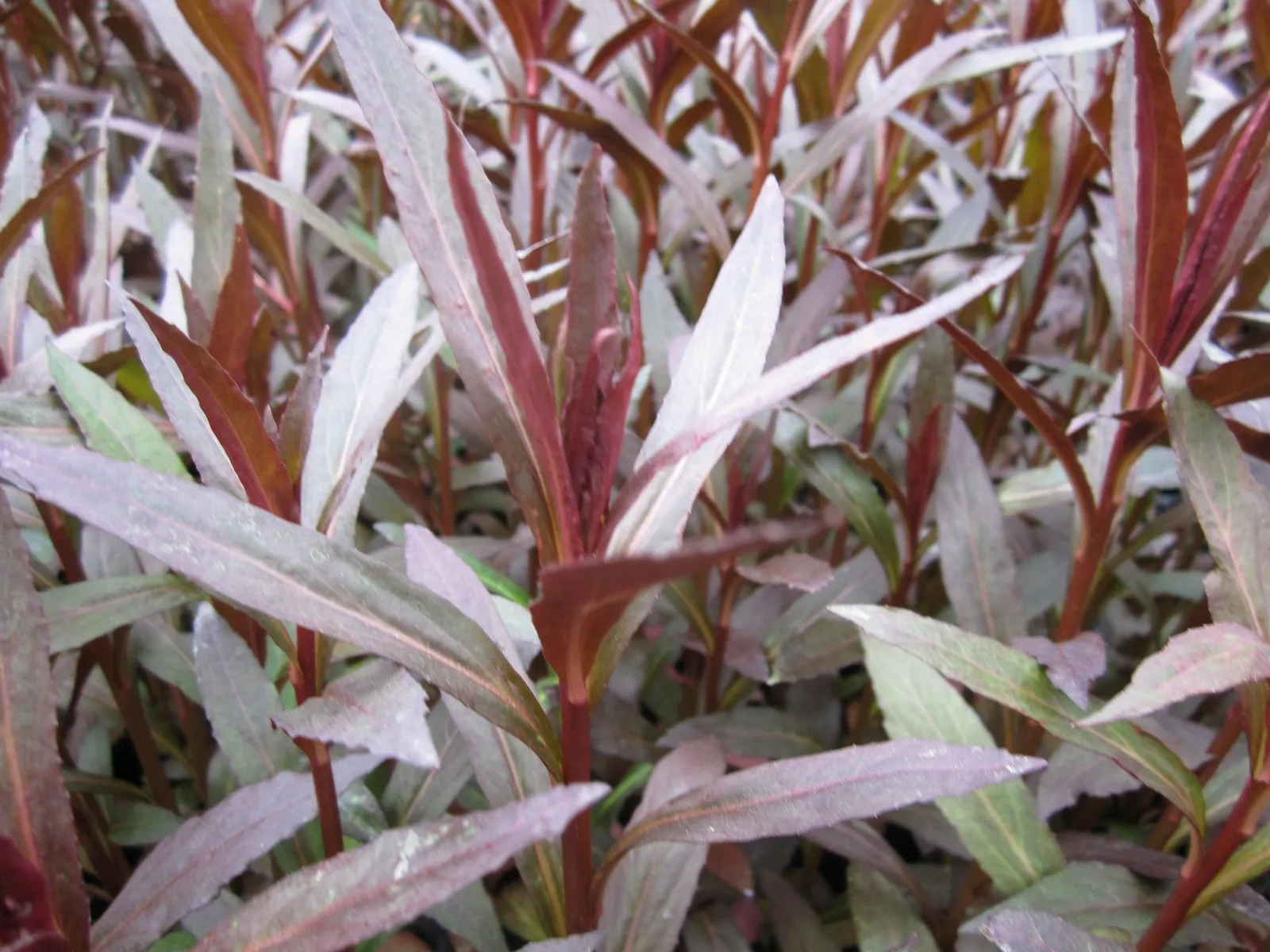 Red Leaved Lobelia (Lobelia fulgens 'Queen Victoria')